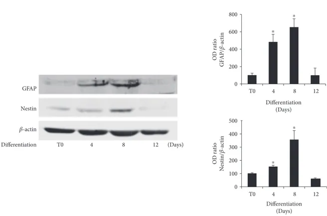 Figure 1: Expression of GFAP and nestin during osteogenic diﬀerentiation of DPSCs. Immunoblots show the protein expression trend