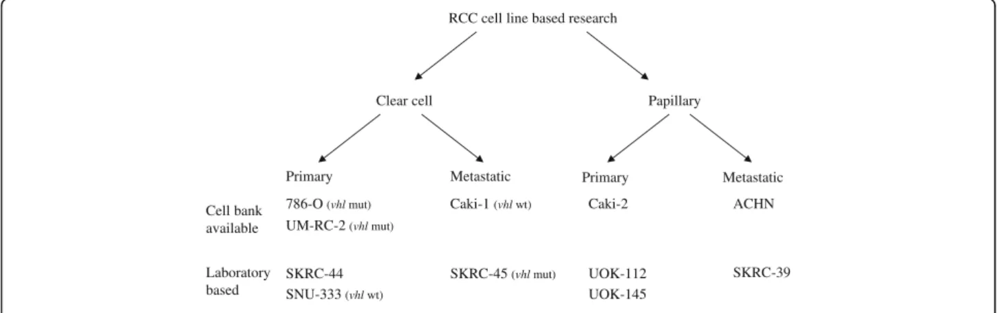 Fig. 1 Classical RCC cell lines as models of different RCC subtypes and disease stage