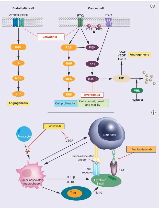Figure 1. The mechanism of action of lenvatinib with its combination partners. Mechanisms of action of (A) lenvatinib plus everolimus and (B) lenvatinib plus pembrolizumab combination therapies.