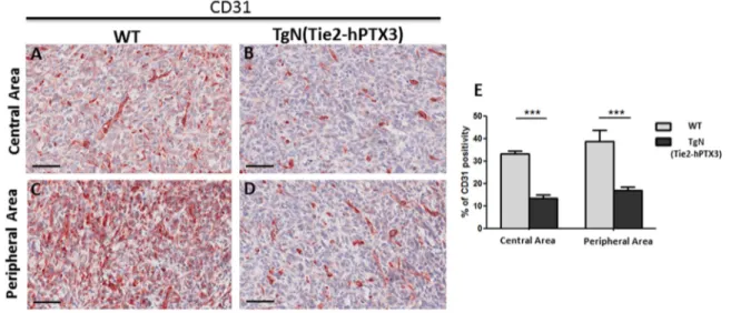 Figure 3:  Immunohistochemical (A-D) and morphometric analysis (E) of CD31 immunoreactivity in central (A-B) and peripheral (C-D)  areas of TRAMP-C2 grafts harvested from wild type (WT) (A-C) and TgN(Tie2-hPTX3) (C-D) mice