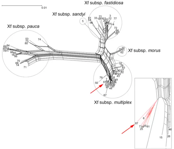 Fig. 2 Phylogenetic network of Xylella fastidiosa sequence types (STs, Neighbor-Net analyses of concatenated sequences)