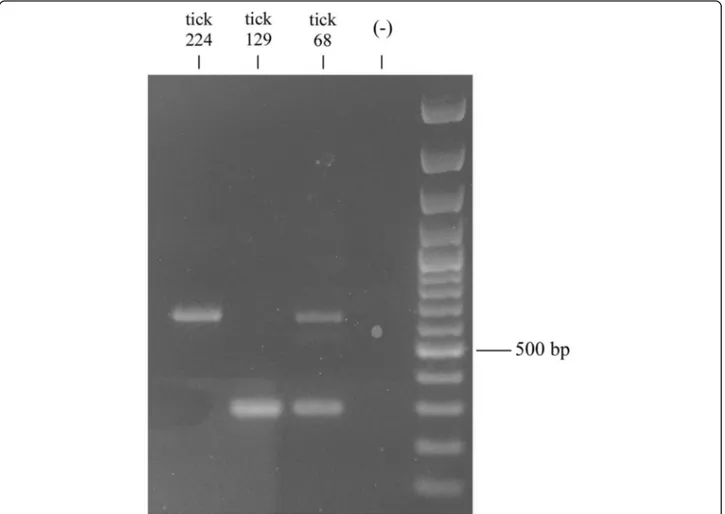Fig. 1 Electrophoretic pattern of calreticulin PCR products on 1% agarose. Lanes 1 –3: PCR products of Rhipicephalus spp