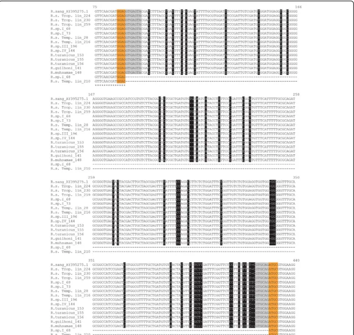 Fig. 2 Alignment of crt exon-intron region in Rhipicephalus spp. individuals analysed (codes as in Table 1)