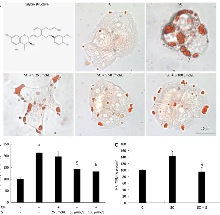 Figure 1  Lipid-lowering effects of silybin in steatotic FaO cells. A: Neutral lipids were visualized in situ by ORO-staining in control (C) and steatotic FaO cells 