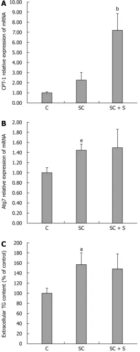 Figure 3  Effects of silybin on lipid catabolism pathways. In control (C) 