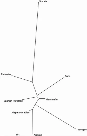 Figure 2. Neighbour-joining tree built from Nei ’s Da distance