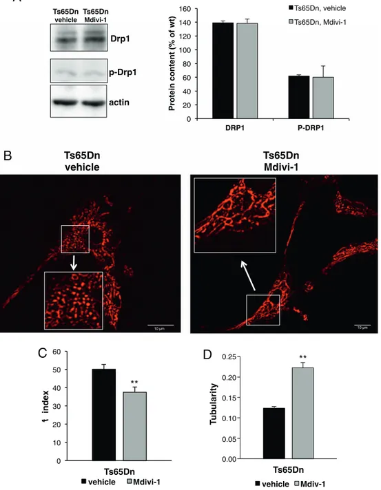 Fig. 4. Mdivi-1 has no eﬀect on Drp1 protein expression and phosphorylation but improves mitochondrial network organization
