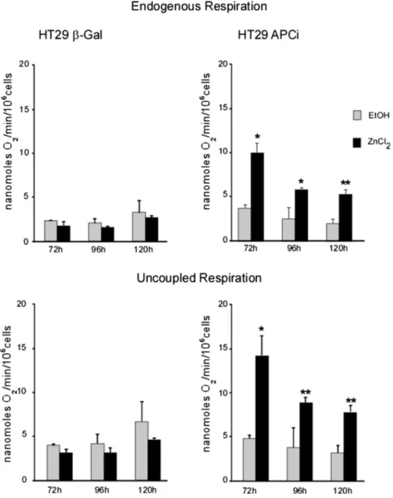 Fig. 2. APC expression increases mitochondrial respiratory ﬂuxes in HT29 cells. Expression of wild type APC or β-Gal gene was induced by ZnCl 2 (120 μM) and cells were harvested and