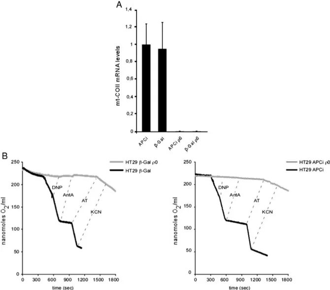Fig. 4. Characterization of mtDNA-depleted (ρ0) HT29 APCi and HT29 β-GAL cells. (A) Expression of mitochondrial cytochrome c oxidase II gene before and after mt-DNA depletion