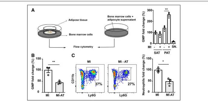 Figure 6.  Pericardial adipose tissue regulates granulopoiesis after MI.  