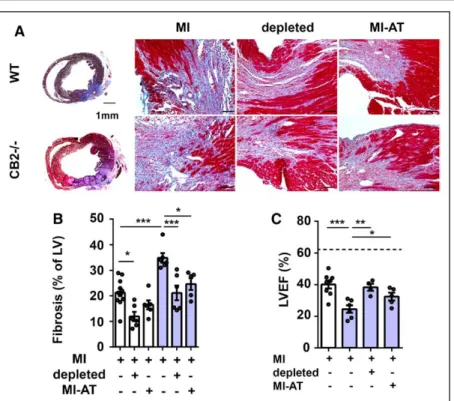 Figure 7.  Pericardial adipose tissue  regulates MI outcome.  