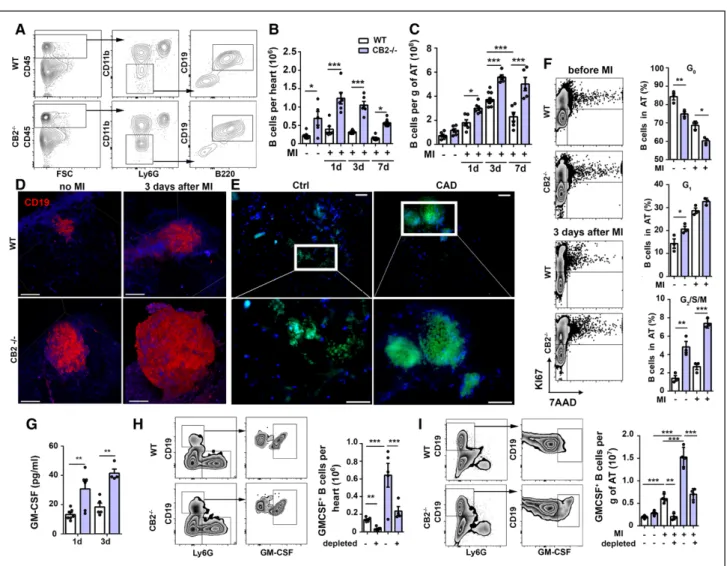 Figure 1.  Myocardial infarction promotes B-cell proliferation in pericardial adipose tissue