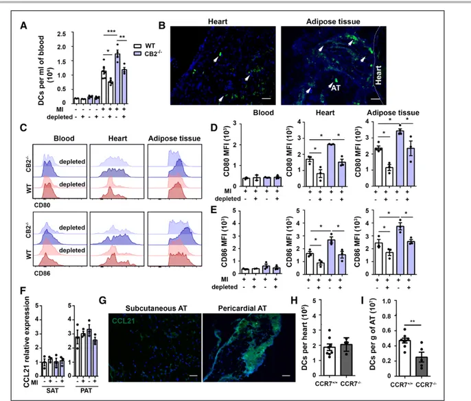 Figure 3.  DCs are recruited to infarcted hearts and migrate to pericardial AT via CCR7