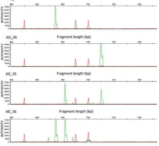 Figure 1. Polymorphisms detected in the GS2 genes in genotypes of the durum collection