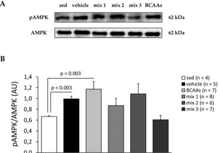 Figure 6. (A) Representative Western blots of phosphorylated AMP-activated protein kinase  (pAMPK) and total AMPK performed in TA muscles from sedentary mice and exercised mice treated  with vehicle, BCAAs,  mix 1,  mix 2, or mix 3