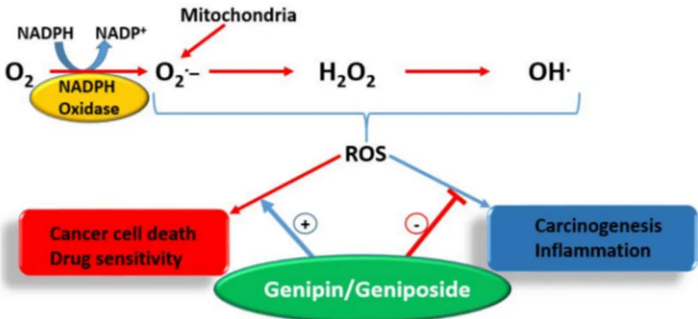 Figure 5. The dual effect of genipin/geniposide on ROS. The plus (+) sign indicates potentiation while minus ( − ) sign indicates inhibition.