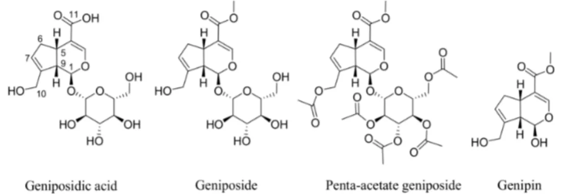Figure 1. Structures of geniposide and its analogues. Geniposide is a natural analogue or methyl ester of geniposidic acid