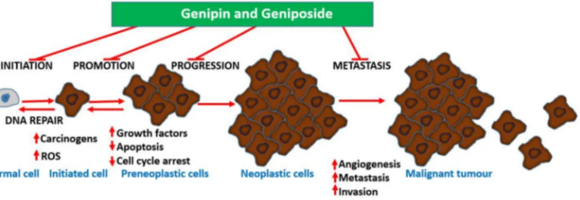 Figure 3. The various stages of cancer development and their potential modulation by genipin and analogs