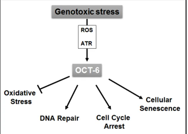 Figure 6. Proposed model for the role of Oct-6 in the regulation of cellular response to genotoxic stress