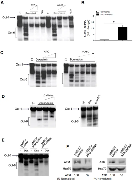 Figure 2. Doxorubicin induces Oct-6 in H460 cells: role of reactive oxygen species (ROS) and ataxia  telangiectasia mutated- and Rad3-related (ATR)