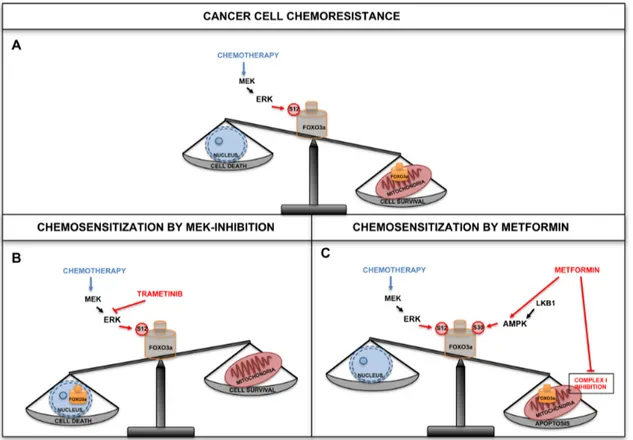 Figure 2. Combination therapy with chemotherapeutic agents and inhibitors of cancer-related pathways are predicted to overcome resistance mechanisms