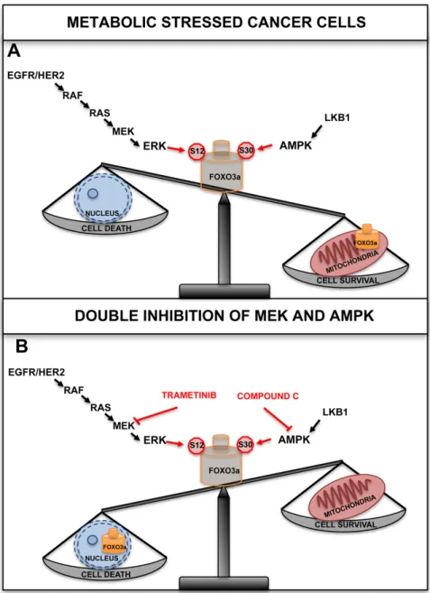 Figure 1. FOXO3a localizes to the mitochondria in tumor cells and tissues subjected to metabolic stress