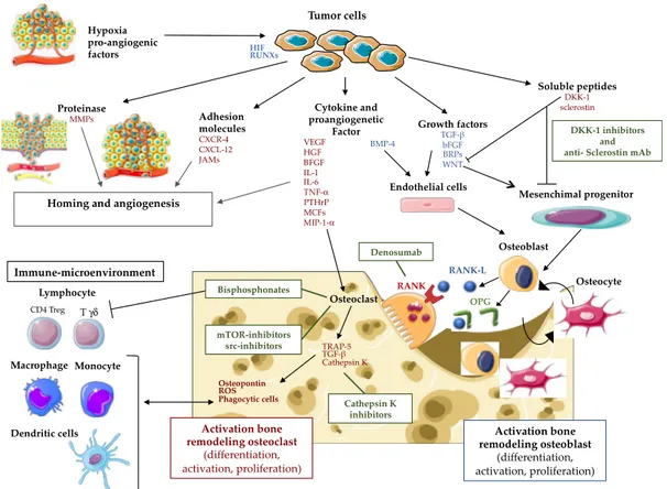 Figure 1. Bone metastasis physiopathology: implication of cancer cell-microenvironment interactions 