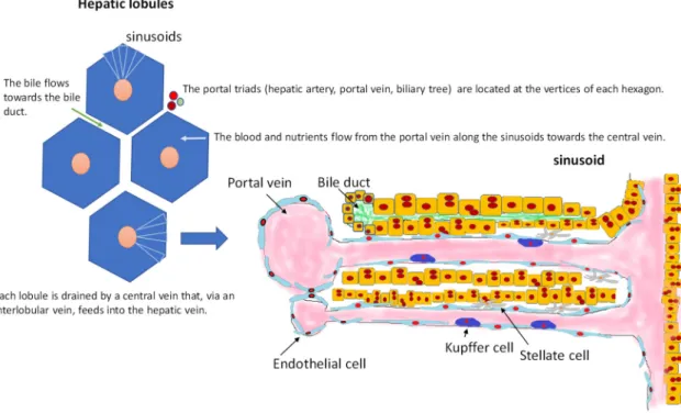 Figure 1. Structure of hepatic lobules. Oxygenated blood enters the lobules via a hepatic arteriole, and then flows through the sinusoids and drains into a central vein in the centrilobular region