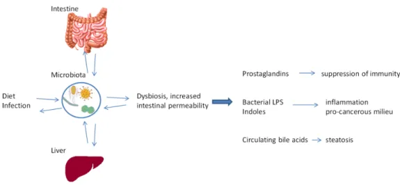 Figure 4. The gut–liver axis. The gut microbiota exacerbates liver diseases by: (i) the production of  prostaglandins  which  suppress  tumour  immunity;  (ii)  the  translocation  of  bacterial  lipopolysaccharides (LPS) and other metabolites, particularl