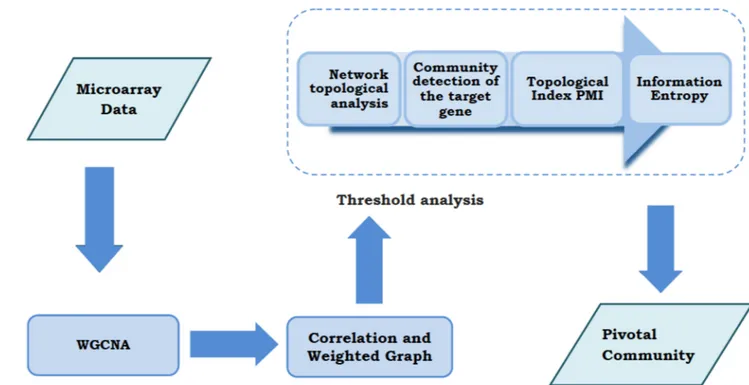 Fig 1. Flowchart of the methodology. After the identification of a WGCNA community with a target gene, correlation measures have been applied to build a co-expression gene network
