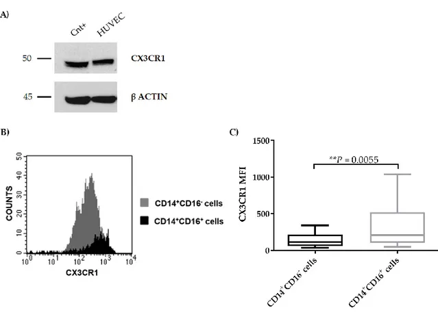 Figure 5. CX3CR1 expression by ECs. (A) Protein expression of CX3CR1 was evaluated by western  blot on HUVEC cells (positive control: THP-1 cells)