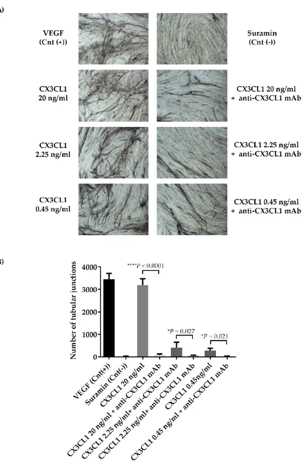 Figure  7.  (A)  In  vitro  angiogenic  property  of  CX3CL1.  The  Angiokit  co-culture  of  HUVEC  and  fibroblast  cells  was  stimulated  for  14  days  with  the  recombinant  human  (rh)  CX3CL1  at  different  concentrations  (ranging  0.45–20  ng/m