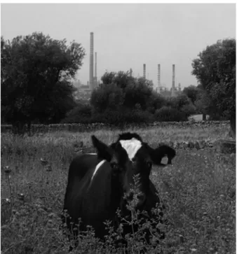 Figure 1.   farm raising friesian cattle very close to the  metallurgic industrial area of taranto city.