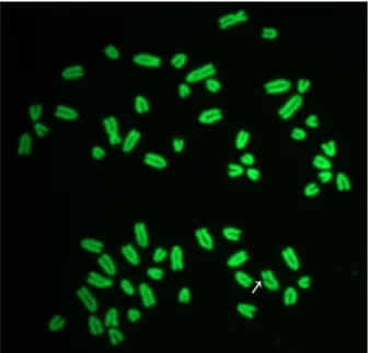 Figure 2.   female cattle metaphase plate showing a chromatid  break (arrow). slides were stained with acridine orange and  later observed under a fluorescence microscope connected  with a digital camera.