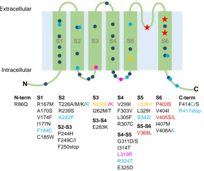 Figure 1. Cartoon showing the localization of the Kv1.1 identified mutations associated with episodic ataxia type 1 and epilepsy