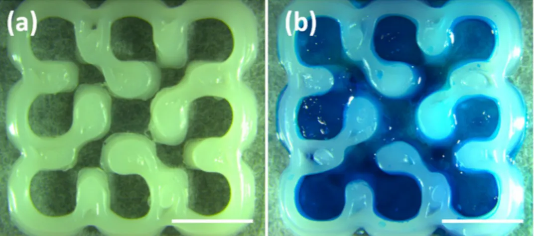 Figure 2.  Stereomicroscope images of (a) 3D PCL printed scaffold; (b) 3D GG-PCL construct