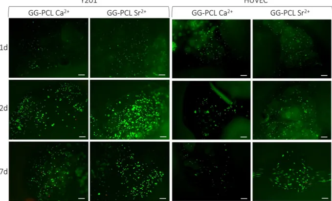 Figure 7.  Live/Dead assay performed on the GG-PCL constructs crosslinked with Sr 2+  or Ca 2+  ions after 1, 2 