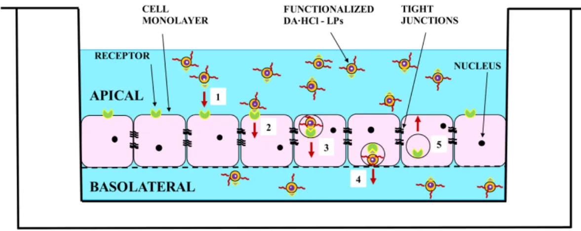 Figure 4. Representation of the endogenous Tf receptor-mediated transcytosis of DA∙HCl loaded Tf 