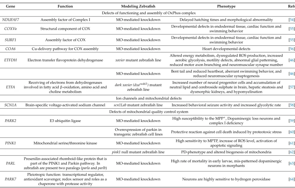 Table 2. Human genes related to mitochondrial disorders affecting the nervous system modeled in zebrafish.