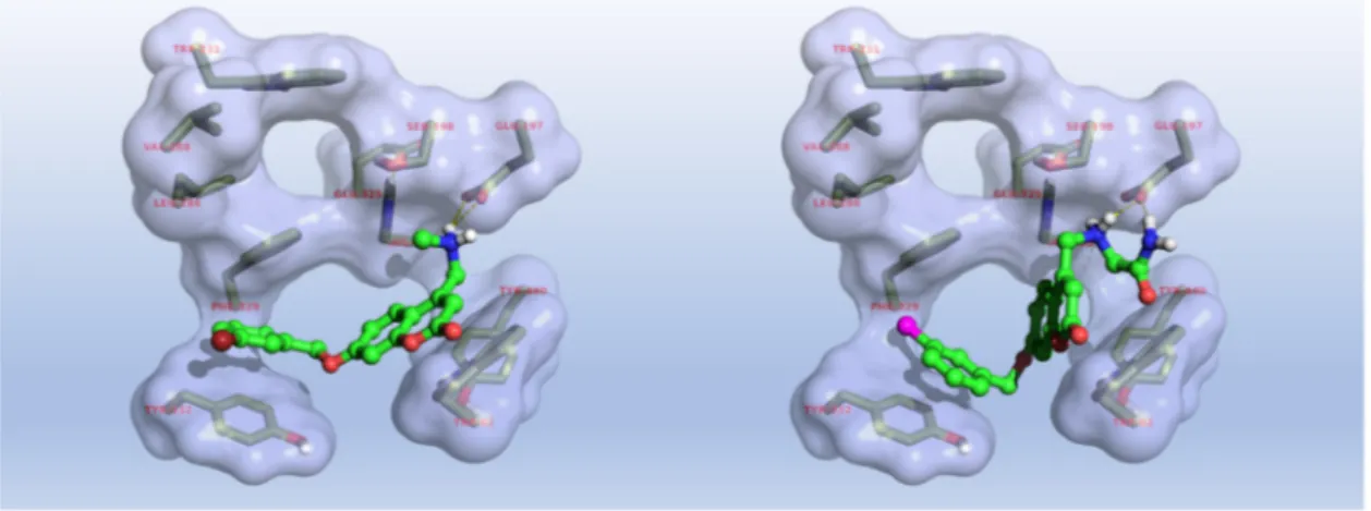Figure 4. Predicted binding mode of compounds 8 (left) and 24 (right) within hAChE (PDB entry 