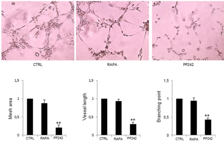 Figure 3: PP242 inhibition of MM-ECs angiogenesis in vitro. MM-ECs (n=6) were treated with rapamycin (5 nM for 48h)  or PP242 (100 nM for 48h) or untreated (CTRL) and tested for in vitro angiogenesis on Matrigel ®  assay