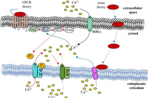 Figure 8. Schematic illustration of the putative mechanisms for DRE-induced Ca 2+ signaling