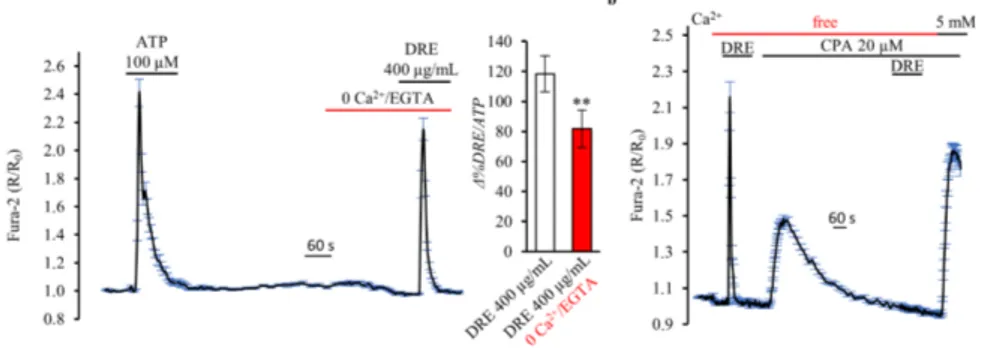 Figure 3. DRE increases intracellular Ca 2+ levels in a Ca 2+ -free extracellular solution as measured by Fura-2 in single HEK293 cells