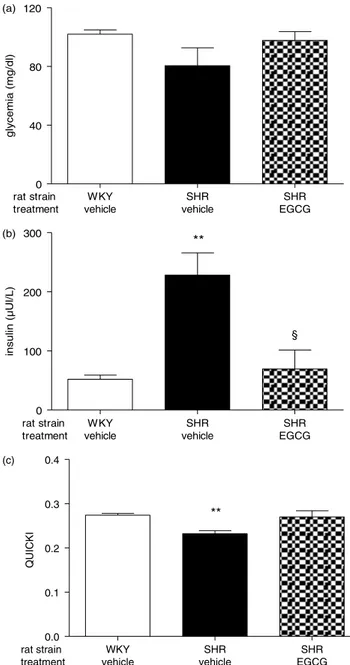 Fig. 4. Effect of chronic EGCG treatment on adiponectin.
