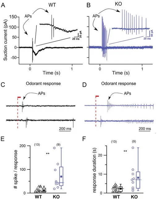 Figure 5. TMEM16 role in activity dependent ﬁring. (A-B) IBMX responses recorded by using the suction electrode technique from iso- iso-lated OSNs