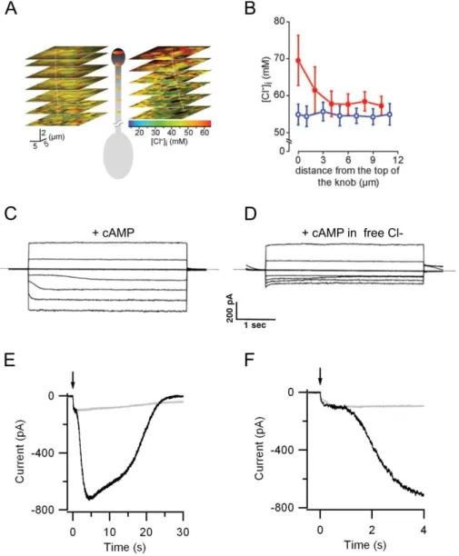 Figure 2. Cl ¡ gradients in olfactory sensory neurons and activation of Ca 2 C -activated Cl ¡ currents in olfactory cilia