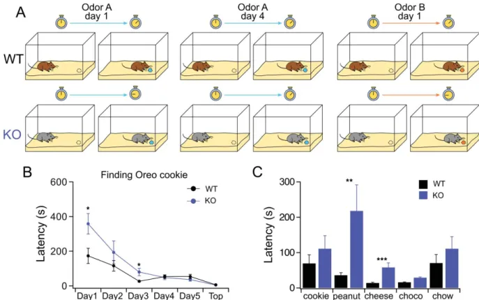 Figure 4. Behavioral impairment in the TMEM16B KO mice. In “ﬁnd the buried cookie test” (A) a piece of Oreo cookie was buried under the cage bedding and the mouse when introduced into the cage was free to explore to ﬁnd the cookie