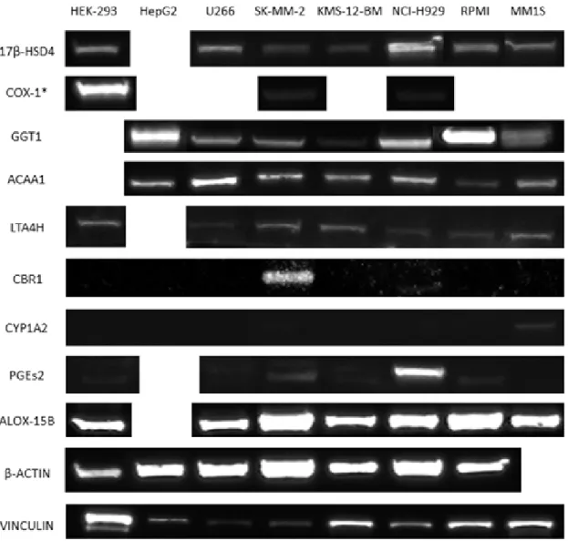Figure 9. Expression of some representative proteins involved in the eicosanoid biosynthetic  pathways of six human myeloma cell lines analyzed by western blotting