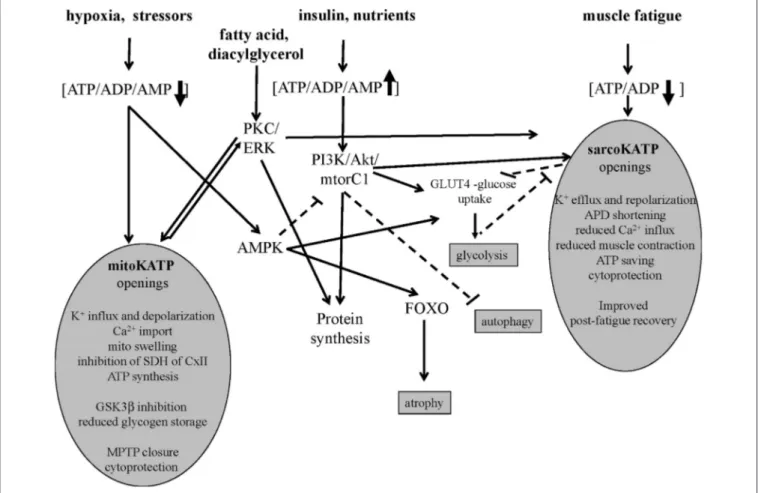 FIGURE 1 | Signaling pathways of sarco-KATP and mito-KATP channels in skeletal muscle