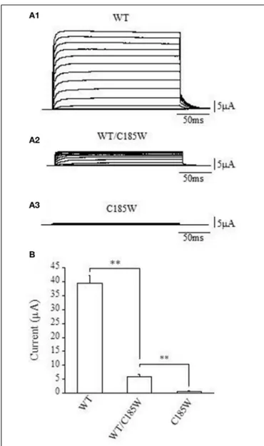 FIGURE 2 | The C185W mutation results in non-functional homomeric channels and exerts a dominant negative effect on WT channels